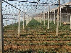 青州市魯泰塑料廠 優質灌漿膜供應商，專注草莓與葡萄專用膜生產
